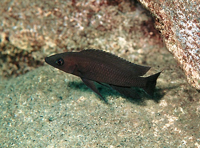 Neolamprologus longior 'Lumbye Bay'